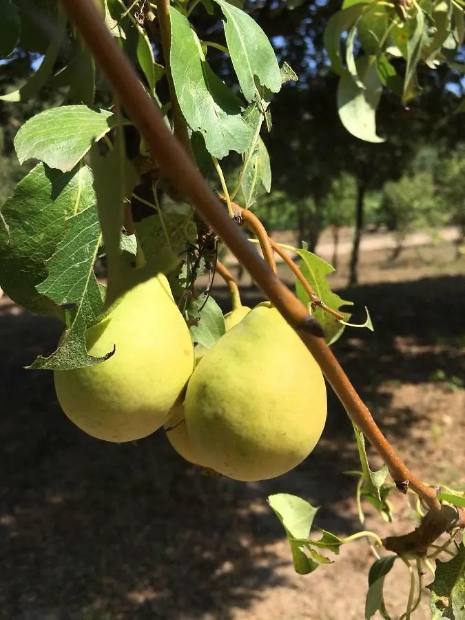 Agriturismo Su Pirastru Sa Castanza Farm stay